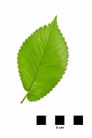 Orme - feuille sur fond blanc (Ulmus sp.)